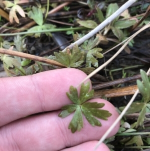 Ranunculus amphitrichus at Burra, NSW - 14 Jun 2021 10:33 AM