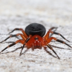 Nicodamidae (family) (Red and Black Spider) at Acton, ACT - 25 Jun 2021 by TimL