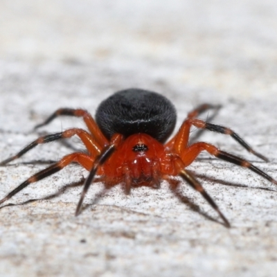 Nicodamidae (family) (Red and Black Spider) at ANBG - 25 Jun 2021 by TimL