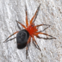 Nicodamidae (family) at Acton, ACT - 25 Jun 2021