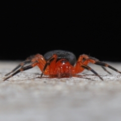 Nicodamidae (family) at Acton, ACT - 25 Jun 2021