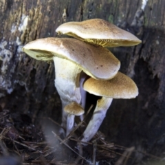 Gymnopilus sp. (Gymnopilus) at Cotter River, ACT - 30 Apr 2021 by AlisonMilton