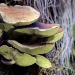Unverified Cap on a stem; gills below cap [mushrooms or mushroom-like] at Cotter River, ACT - 30 Apr 2021 by AlisonMilton