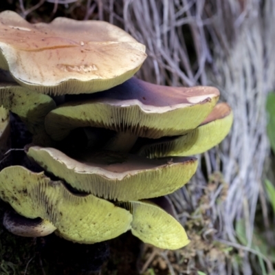 Unverified Cap on a stem; gills below cap [mushrooms or mushroom-like] at Cotter River, ACT - 30 Apr 2021 by AlisonMilton