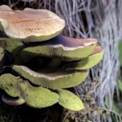 Unidentified Cap on a stem; gills below cap [mushrooms or mushroom-like] at Namadgi National Park - 30 Apr 2021 by AlisonMilton