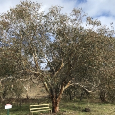 Eucalyptus pauciflora subsp. pauciflora (White Sally, Snow Gum) at Googong Foreshore - 14 Jun 2021 by Tapirlord