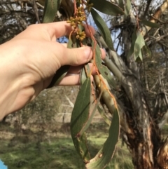 Eucalyptus pauciflora subsp. pauciflora at Googong Foreshore - 14 Jun 2021