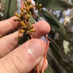 Eucalyptus pauciflora subsp. pauciflora at Googong Foreshore - 14 Jun 2021 10:36 AM