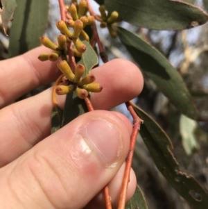 Eucalyptus pauciflora subsp. pauciflora at Googong Foreshore - 14 Jun 2021