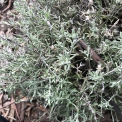 Vittadinia gracilis (New Holland Daisy) at Googong Foreshore - 14 Jun 2021 by Tapirlord