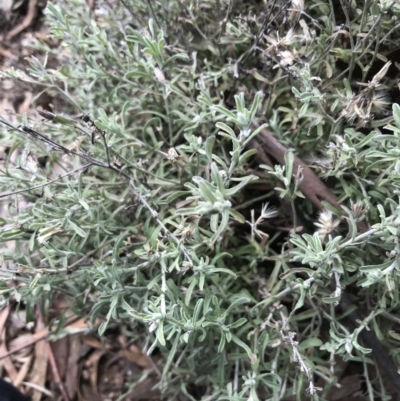 Vittadinia gracilis (New Holland Daisy) at Burra, NSW - 14 Jun 2021 by Tapirlord