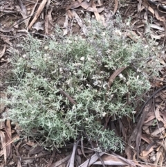 Vittadinia gracilis at Burra, NSW - 14 Jun 2021
