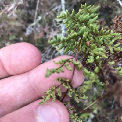 Cheilanthes sieberi (Rock Fern) at Googong Foreshore - 14 Jun 2021 by Tapirlord
