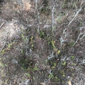 Cheilanthes sieberi at Burra, NSW - 14 Jun 2021