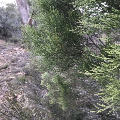 Callitris endlicheri (Black Cypress Pine) at QPRC LGA - 14 Jun 2021 by Tapirlord