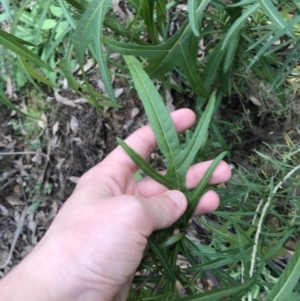 Solanum aviculare at Burra, NSW - 14 Jun 2021 10:52 AM