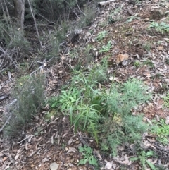 Solanum aviculare at Burra, NSW - 14 Jun 2021