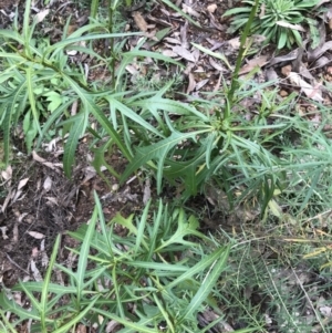 Solanum aviculare at Burra, NSW - 14 Jun 2021