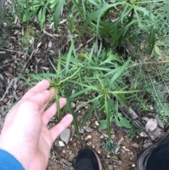 Solanum aviculare at Burra, NSW - 14 Jun 2021 10:52 AM