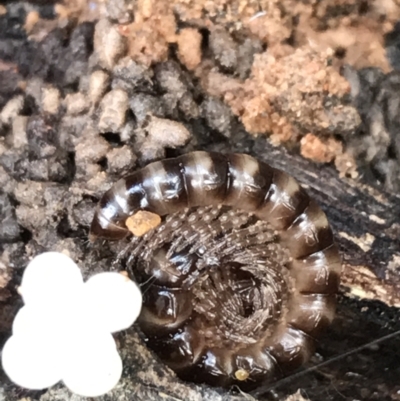 Diplopoda (class) (Unidentified millipede) at Burra, NSW - 14 Jun 2021 by Tapirlord