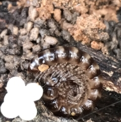 Diplopoda sp. (class) (Unidentified millipede) at Burra, NSW - 14 Jun 2021 by Tapirlord