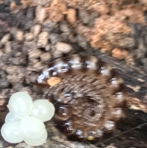 Diplopoda (class) at Burra, NSW - 14 Jun 2021