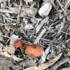 Laccaria sp. (Laccaria) at Burra, NSW - 14 Jun 2021 by Tapirlord