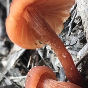 Laccaria sp. at Burra, NSW - 14 Jun 2021