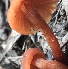 Laccaria sp. at Burra, NSW - 14 Jun 2021