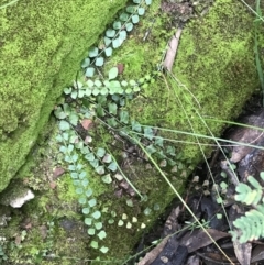 Asplenium flabellifolium (Necklace Fern) at Burra, NSW - 14 Jun 2021 by Tapirlord