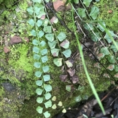 Asplenium flabellifolium at Burra, NSW - 14 Jun 2021