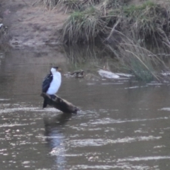 Microcarbo melanoleucos (Little Pied Cormorant) at Molonglo Valley, ACT - 20 Jun 2021 by Rixon