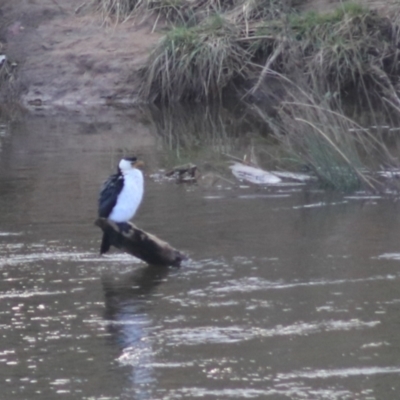 Microcarbo melanoleucos (Little Pied Cormorant) at Molonglo Valley, ACT - 20 Jun 2021 by Rixon