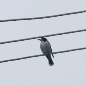 Cracticus torquatus at Kaleen, ACT - 23 Jun 2021