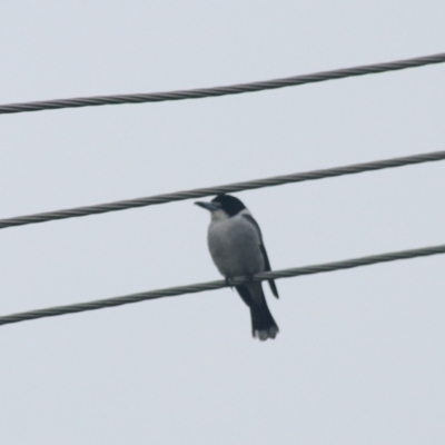 Cracticus torquatus (Grey Butcherbird) at Kaleen, ACT - 23 Jun 2021 by Rixon