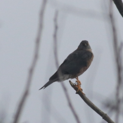 Accipiter cirrocephalus (Collared Sparrowhawk) at Kaleen, ACT - 25 Jun 2021 by Rixon