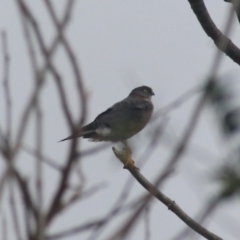 Tachyspiza cirrocephala at Kaleen, ACT - 25 Jun 2021