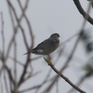 Tachyspiza cirrocephala at Kaleen, ACT - 25 Jun 2021