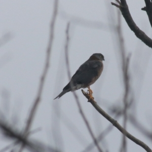 Accipiter cirrocephalus at Kaleen, ACT - 25 Jun 2021