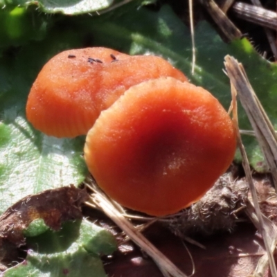 Laccaria sp. (Laccaria) at Isabella Pond - 26 Jun 2021 by RodDeb