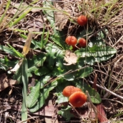 Laccaria sp. at Monash, ACT - 26 Jun 2021