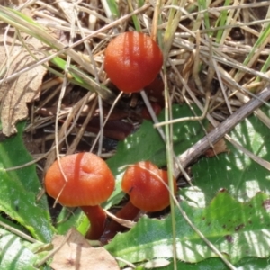 Laccaria sp. at Monash, ACT - 26 Jun 2021