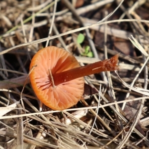 Laccaria sp. at Monash, ACT - 26 Jun 2021