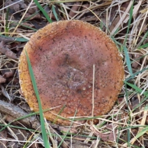 zz agaric (stem; gills white/cream) at Monash, ACT - 26 Jun 2021 01:41 PM