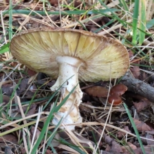 zz agaric (stem; gills white/cream) at Monash, ACT - 26 Jun 2021 01:41 PM