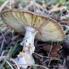 zz agaric (stem; gills white/cream) at Monash, ACT - 26 Jun 2021 01:41 PM