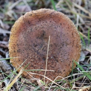 zz agaric (stem; gills white/cream) at Monash, ACT - 26 Jun 2021 01:41 PM