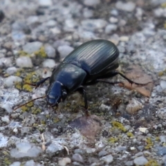 Harpalini (tribe) (Harpaline carab beetle) at Monash, ACT - 26 Jun 2021 by RodDeb
