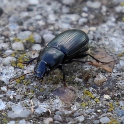 Harpalini sp. (tribe) (Harpaline carab beetle) at Monash, ACT - 26 Jun 2021 by RodDeb