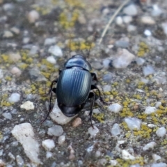 Harpalini sp. (tribe) at Monash, ACT - 26 Jun 2021